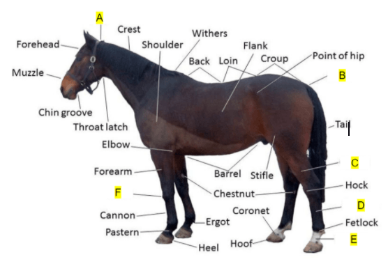 Equine External And Skeletal Anatomy! Jeopardy Template