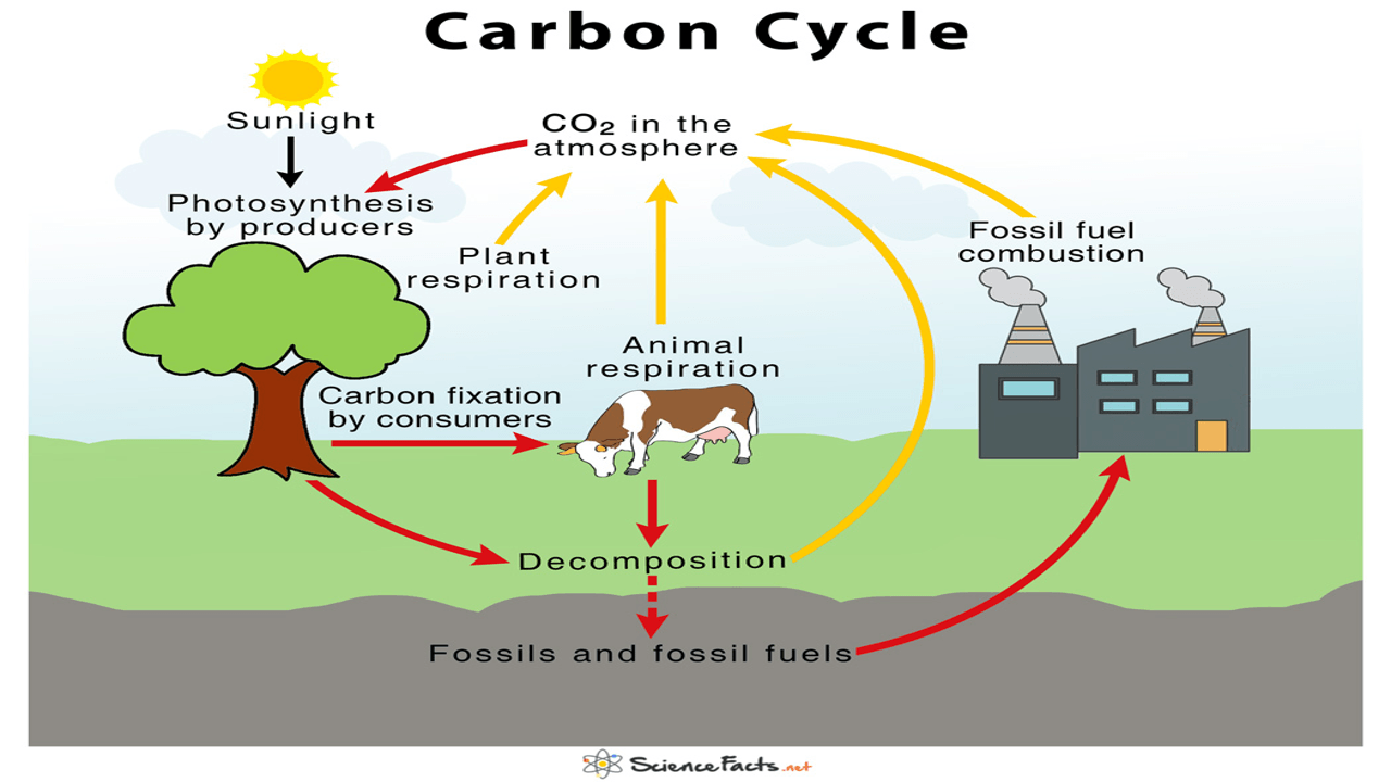 carbon cycle powerpoints