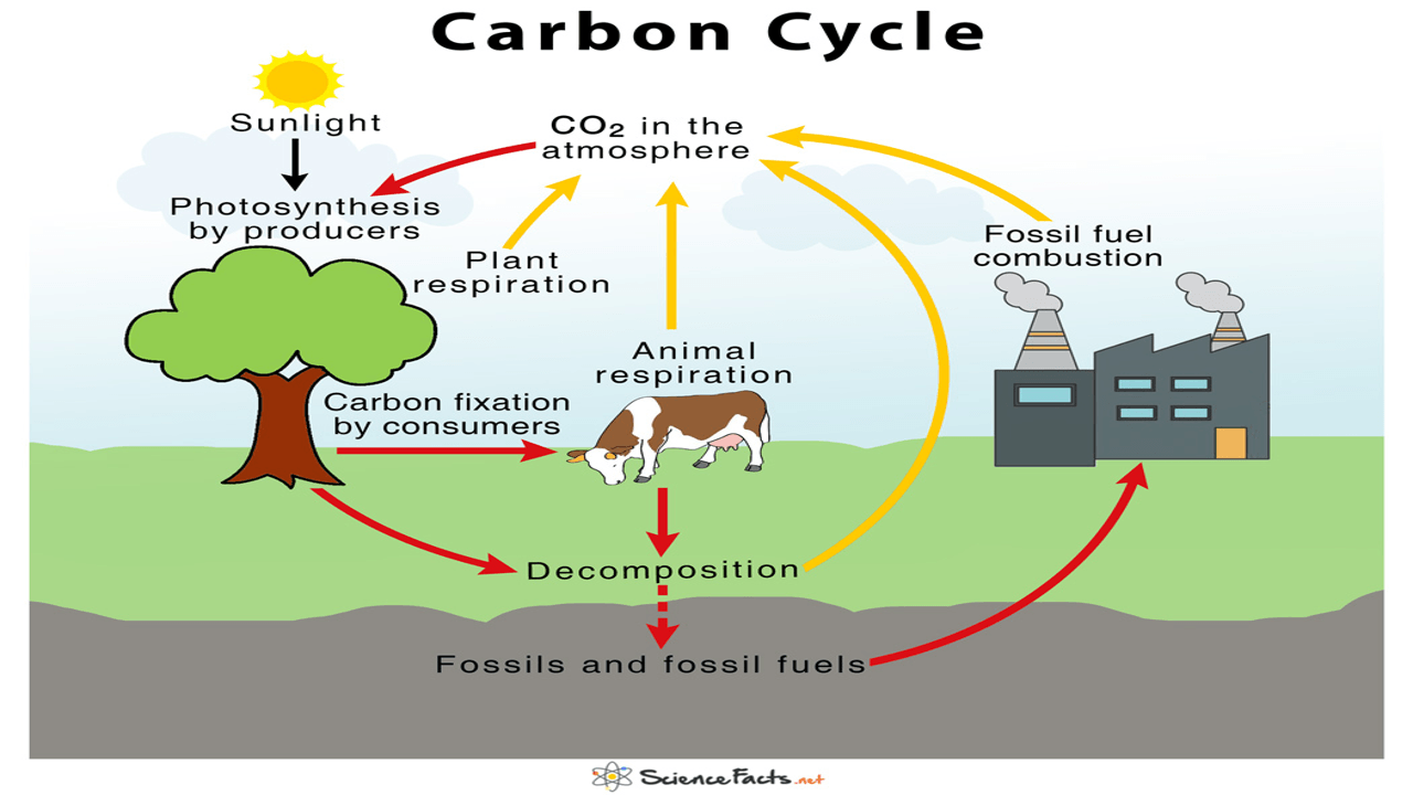 carbon cycle diagram