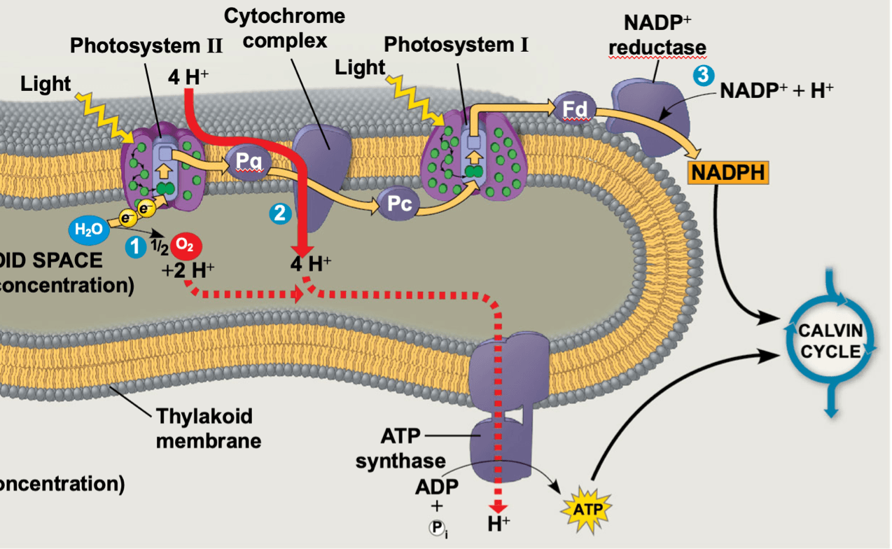 Graphic Photosynthesis