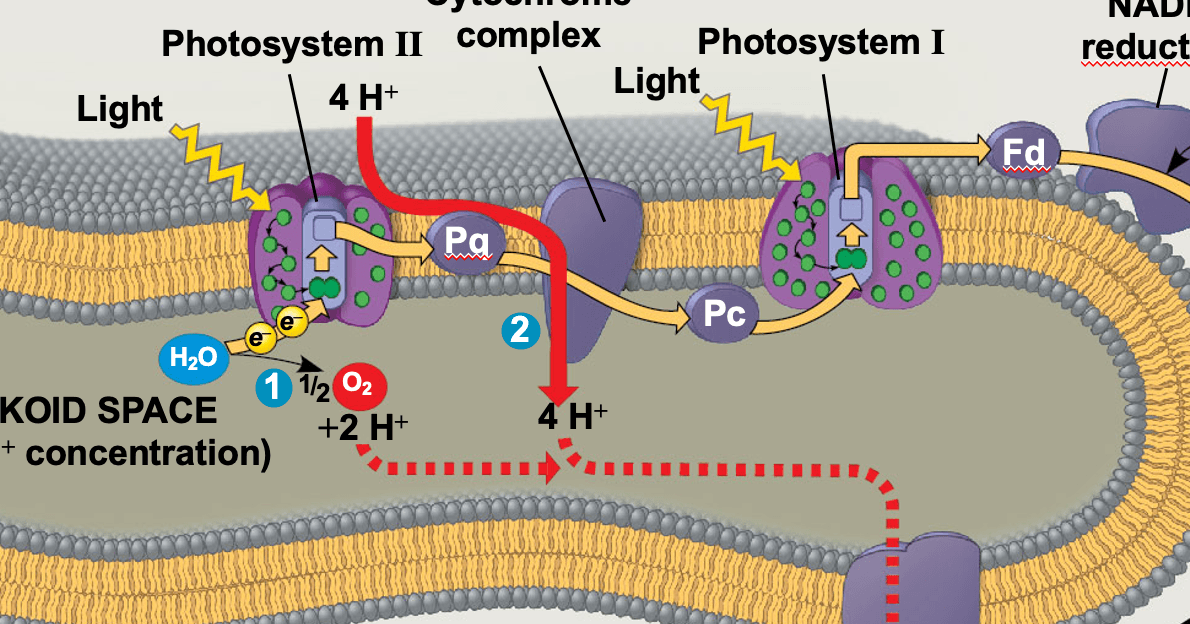 Photosystems Diagram at johnbwilliamso blog