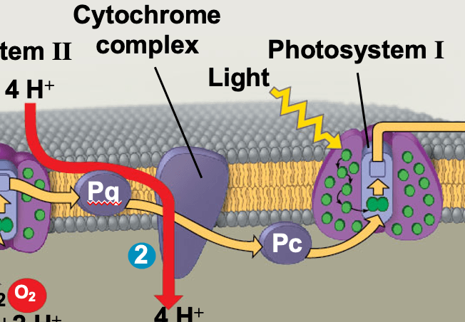 Graphic Photosynthesis