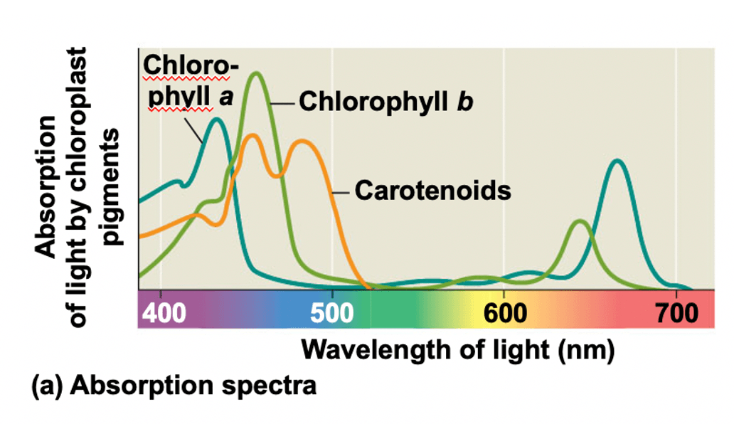 Relative Absorption Spectra Of Photosynthesis Leaf Chlorophyll A And ...