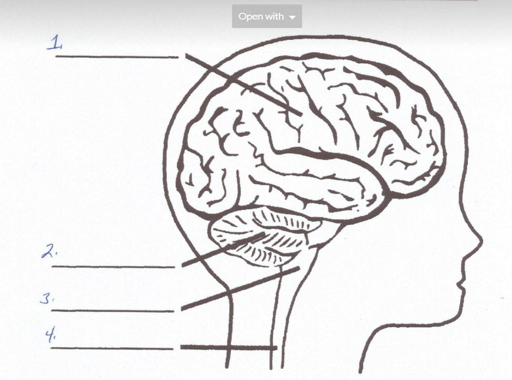 the-nervous-system-test-review-jeopardy-template