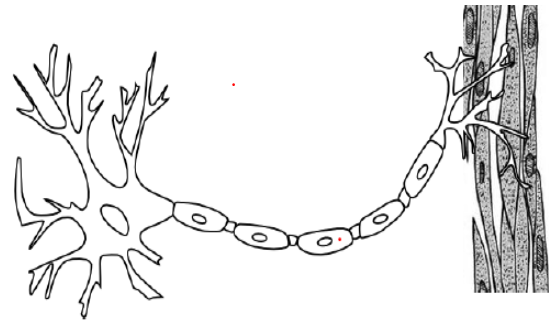 Unit 6 Nervous System Test Review Answer Key