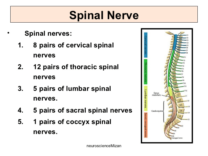 The Nervous System Part 2. Jeopardy Template