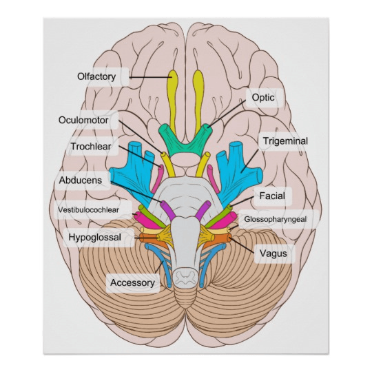 The Nervous System Part 2. Jeopardy Template