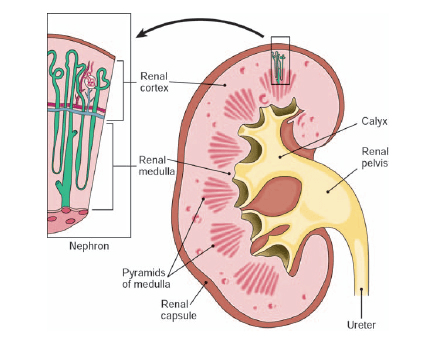 nephron urinary tubule