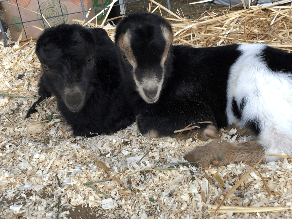 Dairy Goat Kidding Jeopardy Template