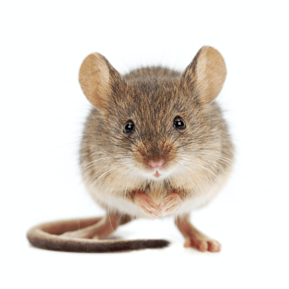 A Mouse