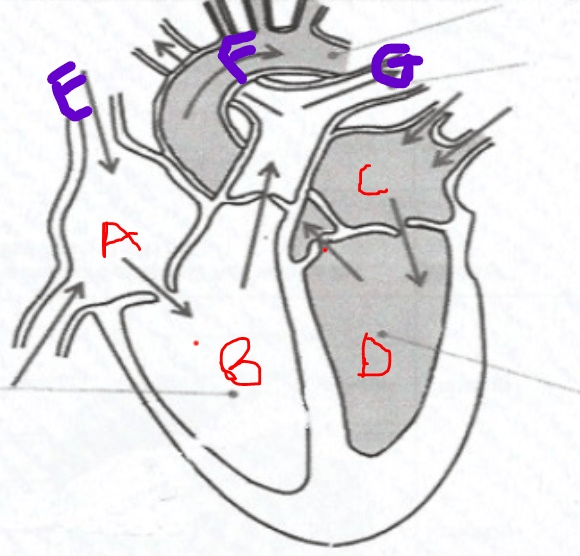 Circulatory Respiratory Digestive System Jeopardy Template