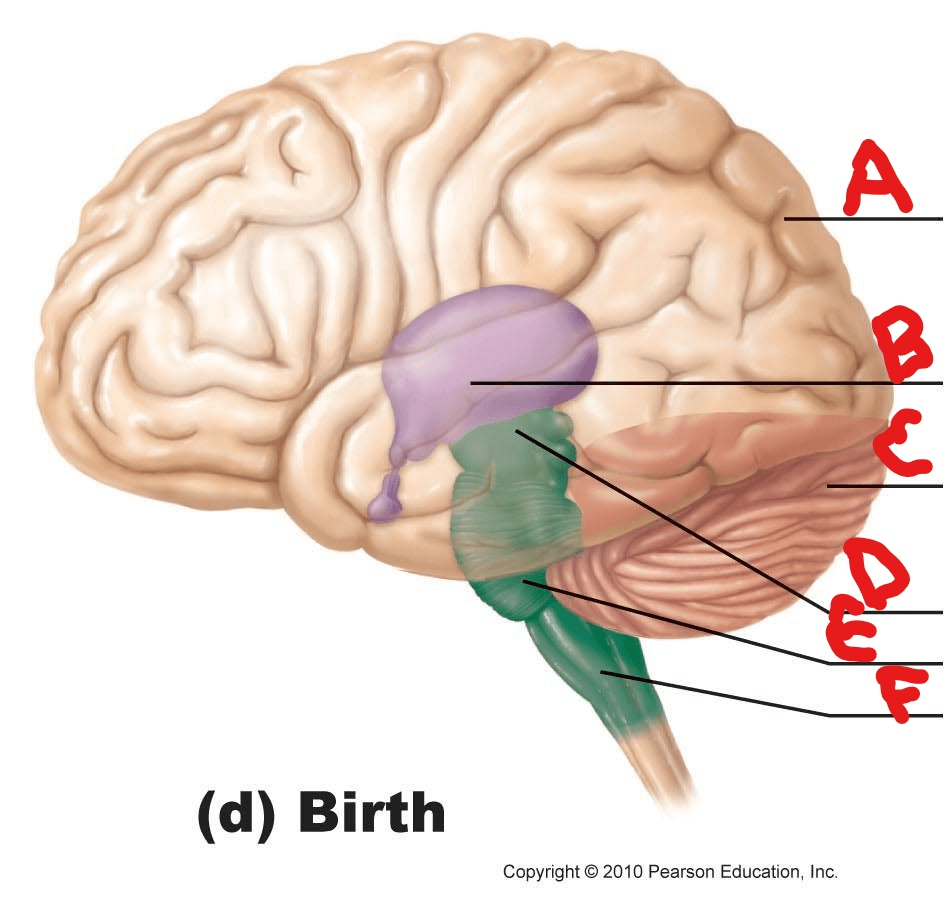 Brain Anatomy Jeopardy Jeopardy Template