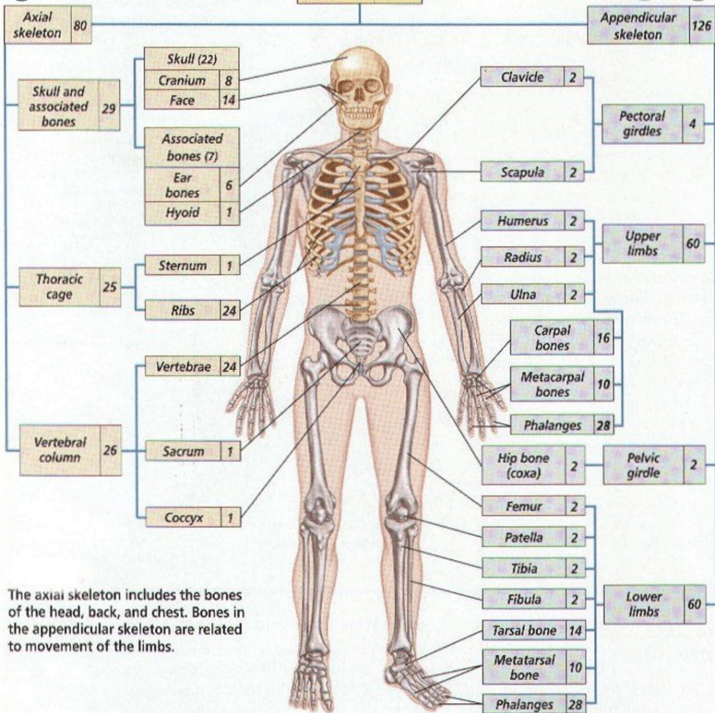 Bones system. Скелет человека. Костная система человека. Система скелета человека. Органы костной системы человека.