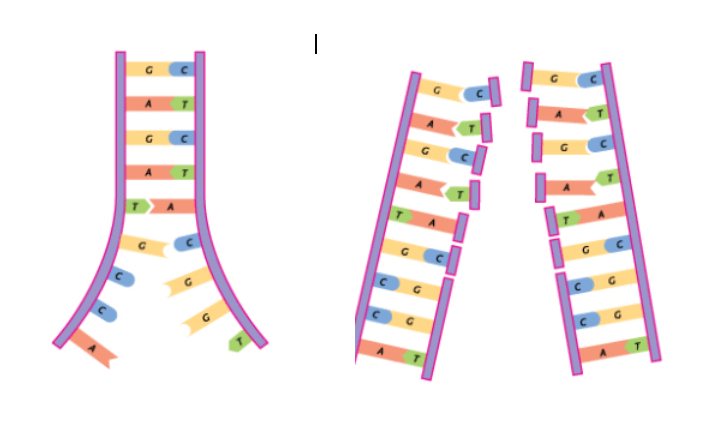 HNES-Genetics Jeopardy Template