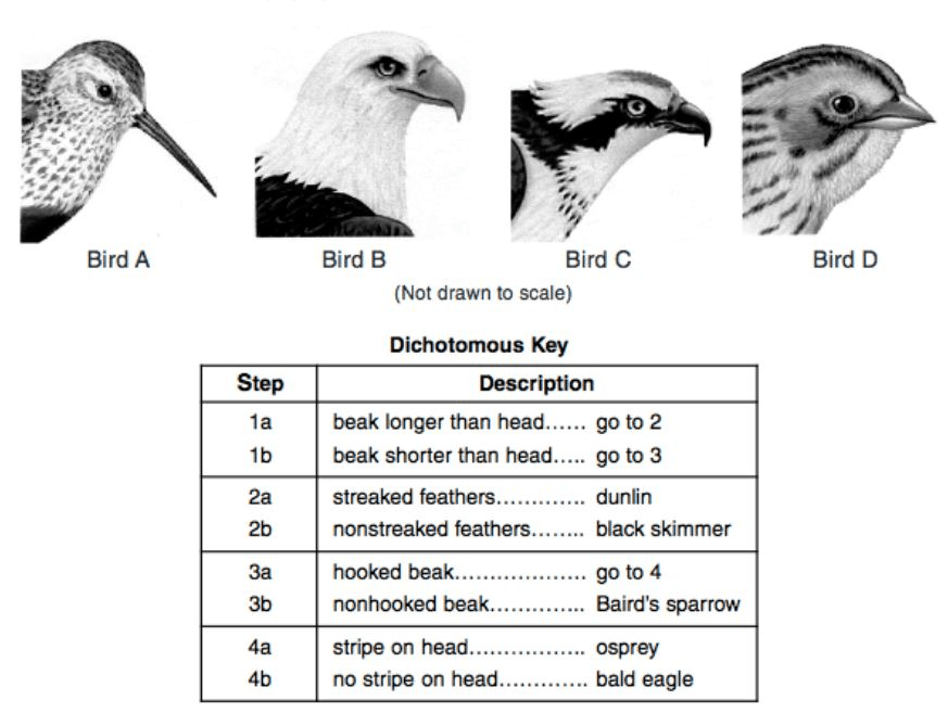 Taxonomy & Evolution Jeopardy Template