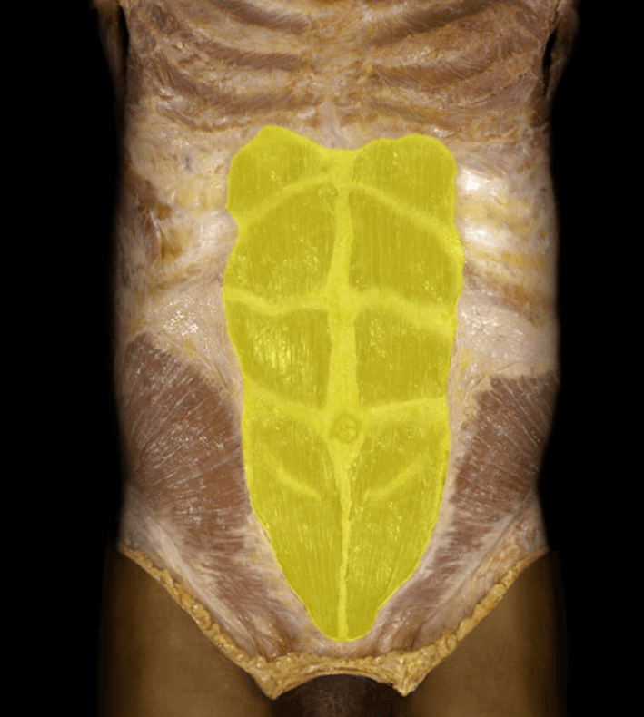 Trunk muscles Jeopardy Template