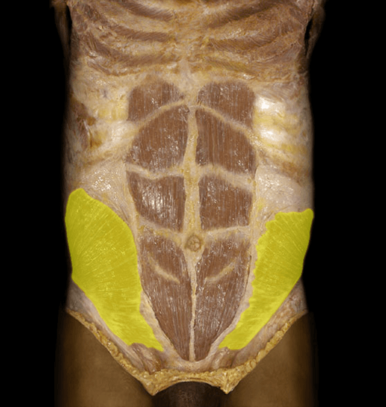 Trunk muscles Jeopardy Template