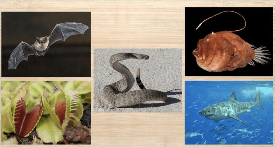 Plant and Animal Structures 2020-21 Jeopardy Template