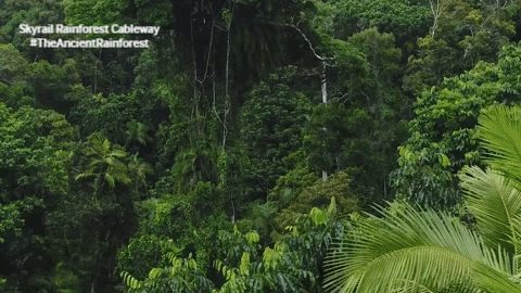 Science Jungles Rainforests