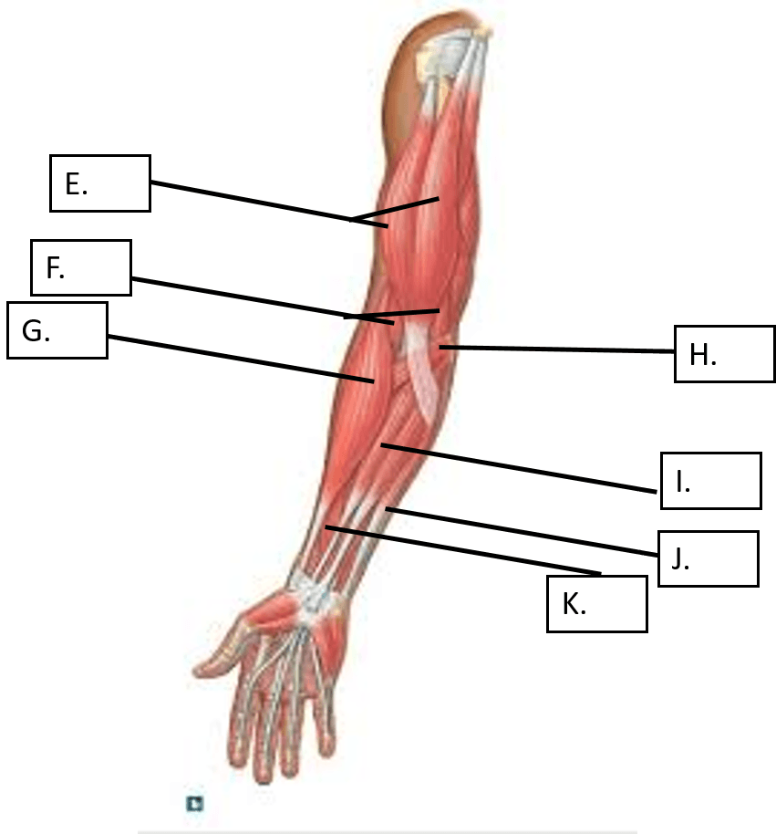 muscle-fibers-contraction-and-gross-skeletal-muscles-jeopardy-template