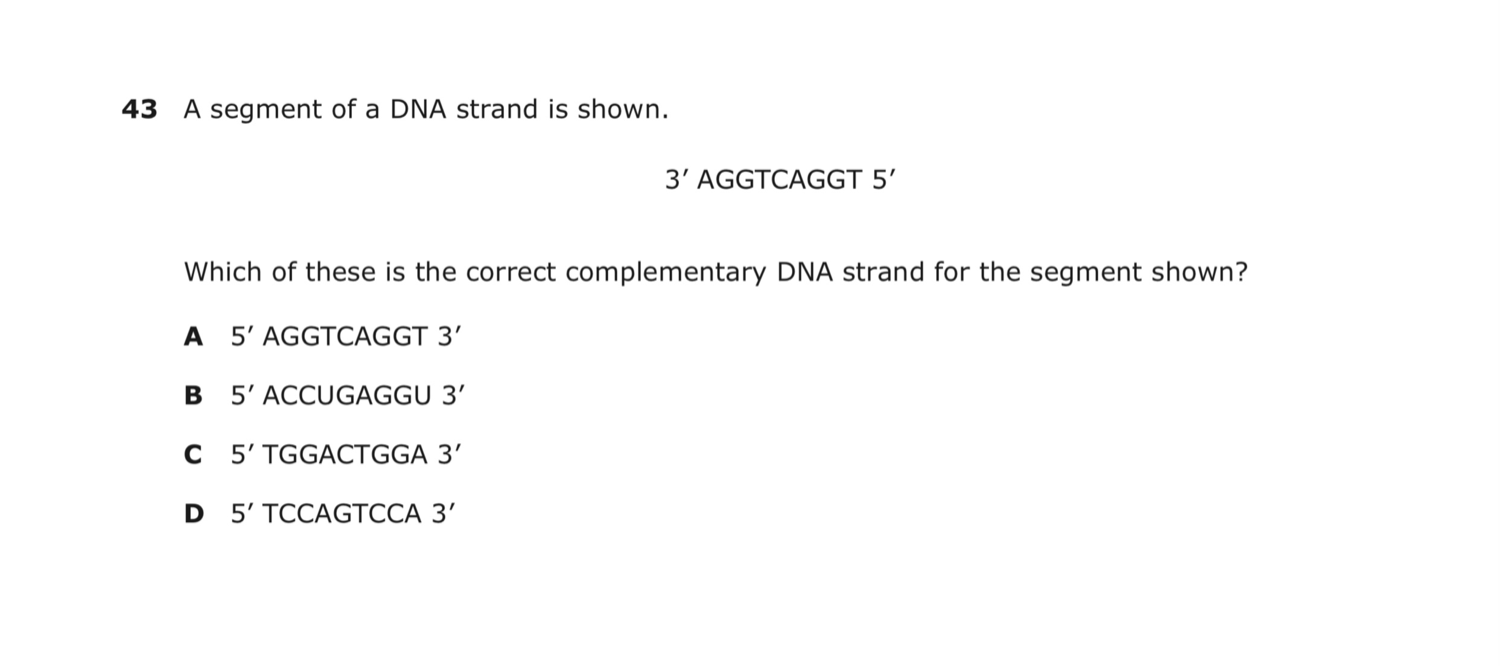 Nucleic acids and protein synthesis Jeopardy Template