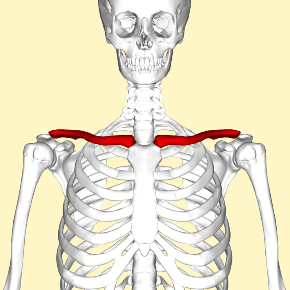 clavicula crank