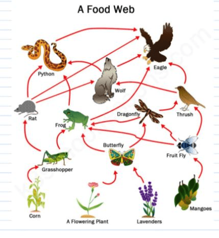 Food Chains and Webs Jeopardy Template