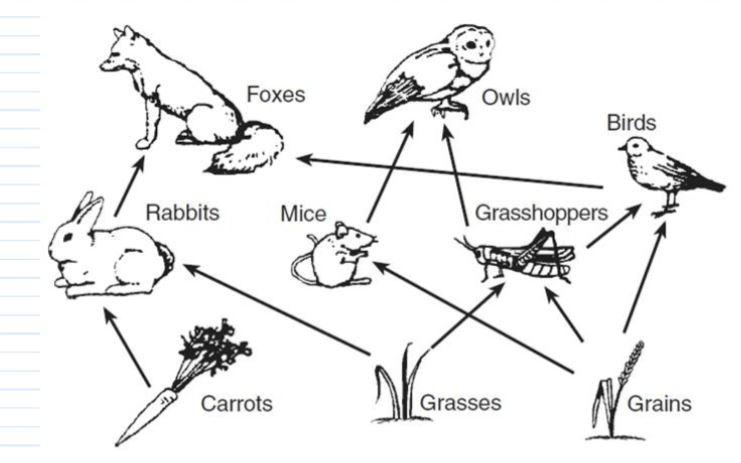 Food Chains and Webs Jeopardy Template