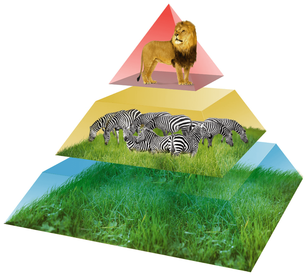 The Nature Of Ecosystems Jeopardy Template