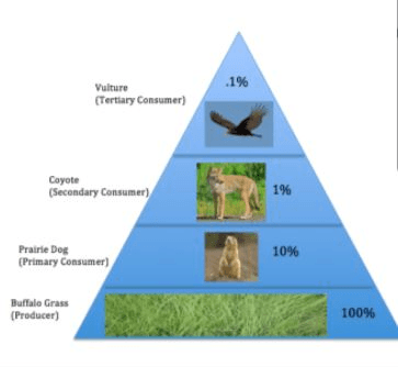 Food Chains and Webs Jeopardy Template