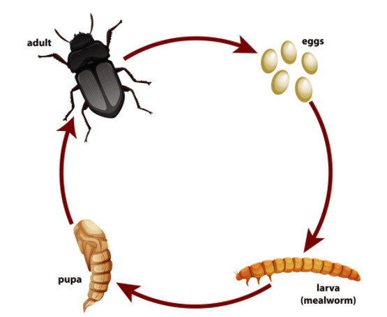 4.10 C Life Cycle !!! Jeopardy Template