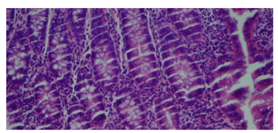 Enzyme Histochemistry
