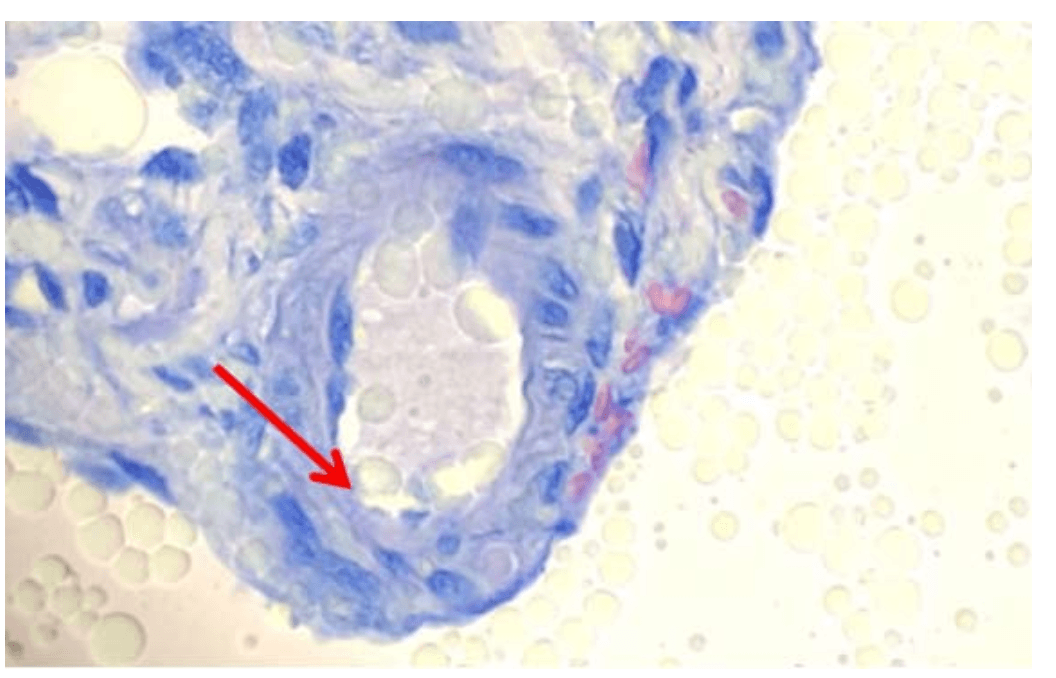Enzyme Histochemistry
