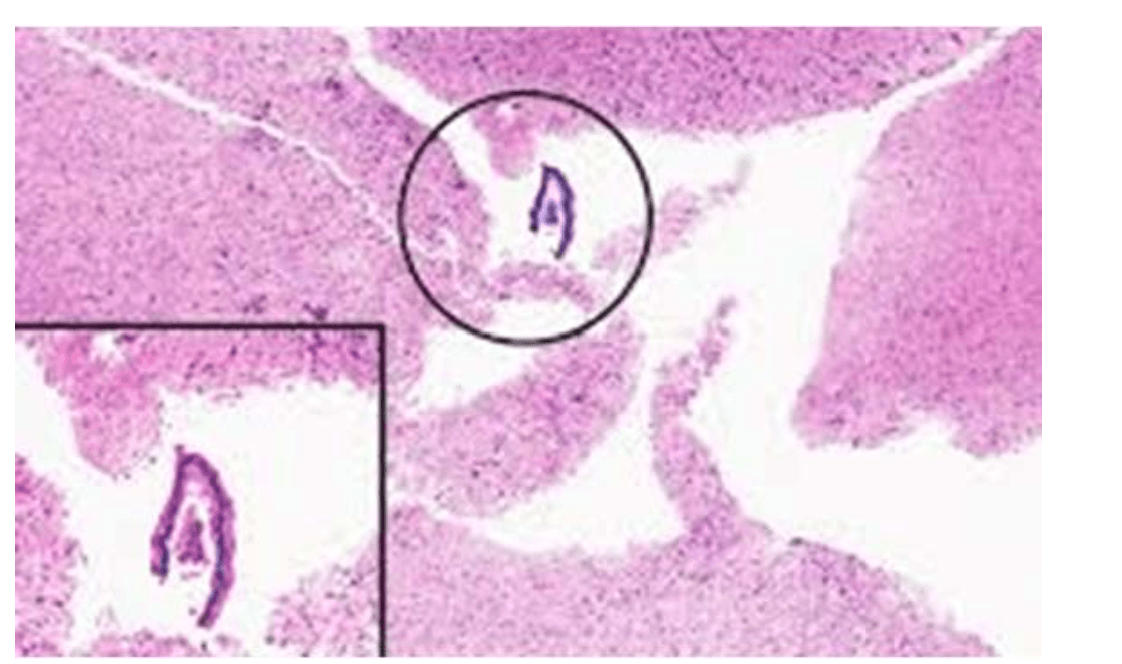 Enzyme Histochemistry Jeopardy Template