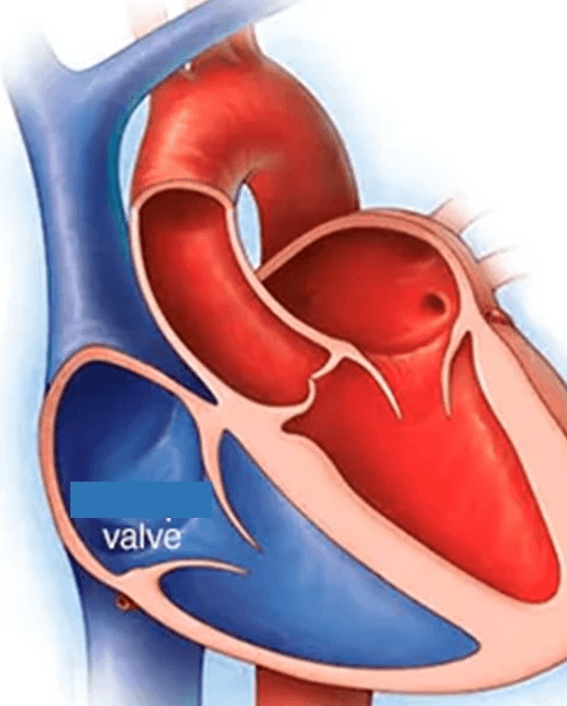 Circulatory System & Respiratory system Jeopardy Template