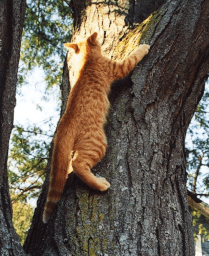 Can you climb a tree. Кошка карабкается. Карабкаться на дерево. Кот лазает. Котик карабкается на дерево.