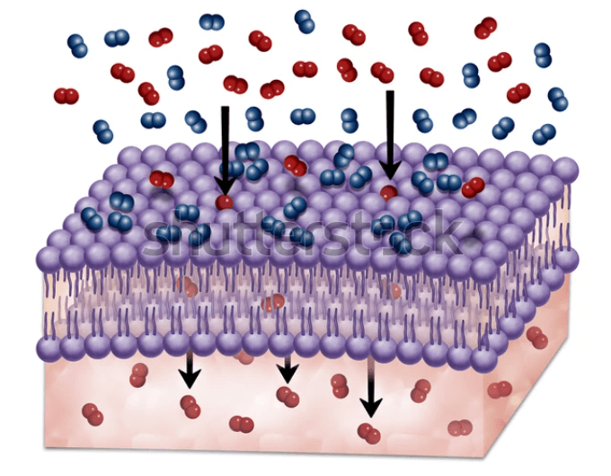 Избирательная проницаемость клеточной мембраны. Проницаемость клеточных мембран. Избирательная проницаемость мембраны клетки. Избирательная проницаемость мембрана клетка мембрана.