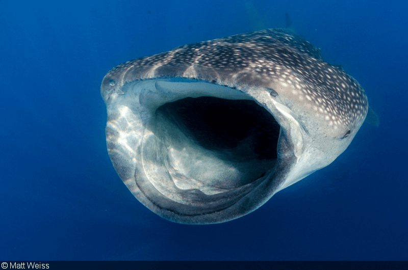 Мозг китовой акулы. Китовая акула челюсти. Китовая акула пасть. Пасть китовой акулы. Зубы китовой акулы.