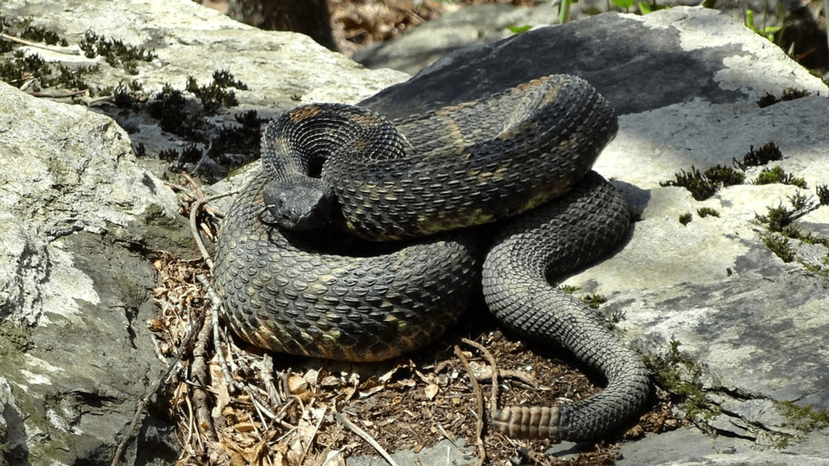 The cobra is a common poison