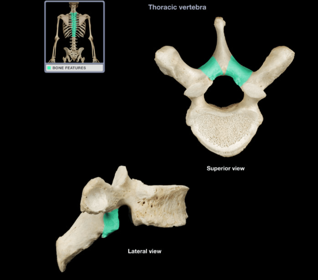 Bone lab