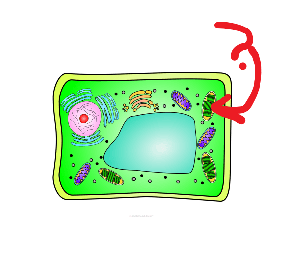 Parts of the Cell Jeopardy Template