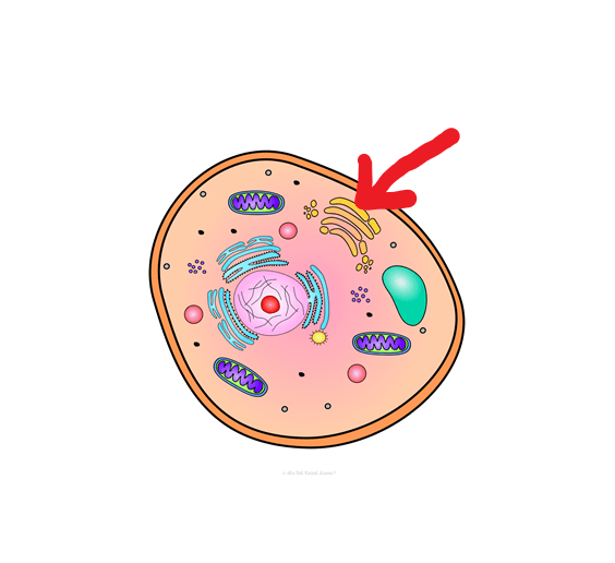 Parts of the Cell Jeopardy Template