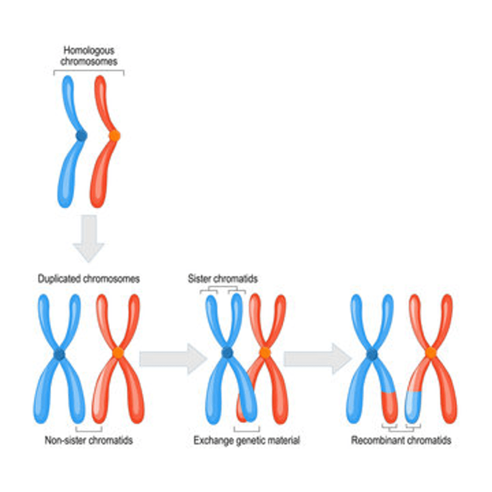 Mitosis, Cell Cycle, DNA Replication, Protein Synthesis, Meiosis, and