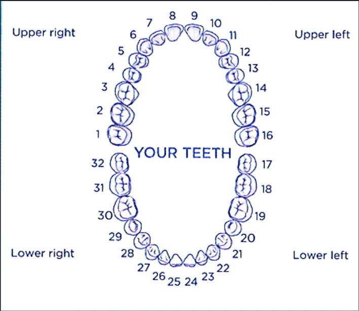 Где находится 16 зуб у человека фото