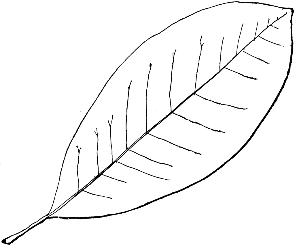 Шаблон листьев магнолии