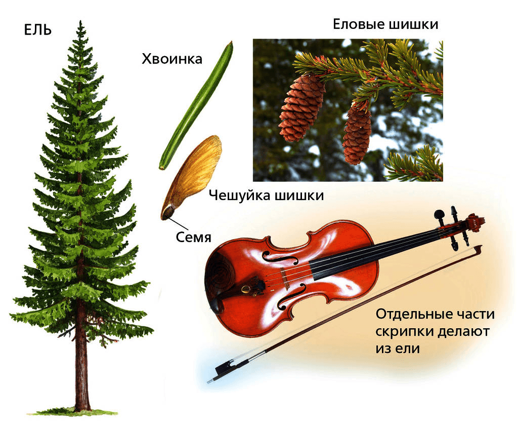 Из какого дерева делают. Что делают из хвойных деревьев. Когда листья гинкго хвоинки.