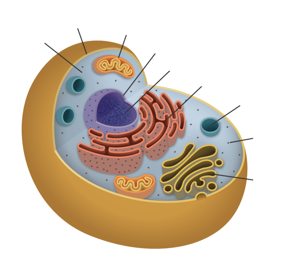 cells-cells-cells-and-organisms-and-their-environment-jeopardy-template