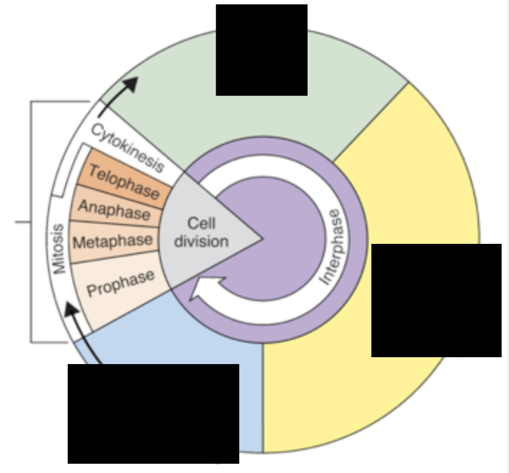 What Are The 4 Results Of Cell Division