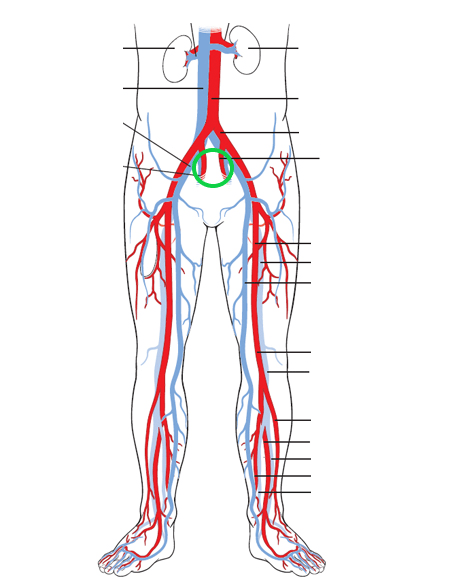 Магистральные артерии нижних конечностей