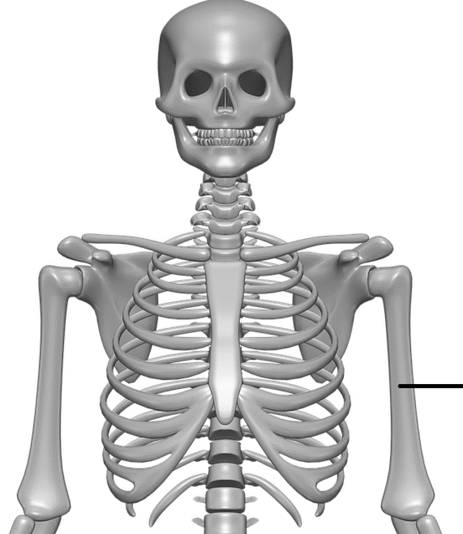 human-skeleton-middle-school-jeopardy-template